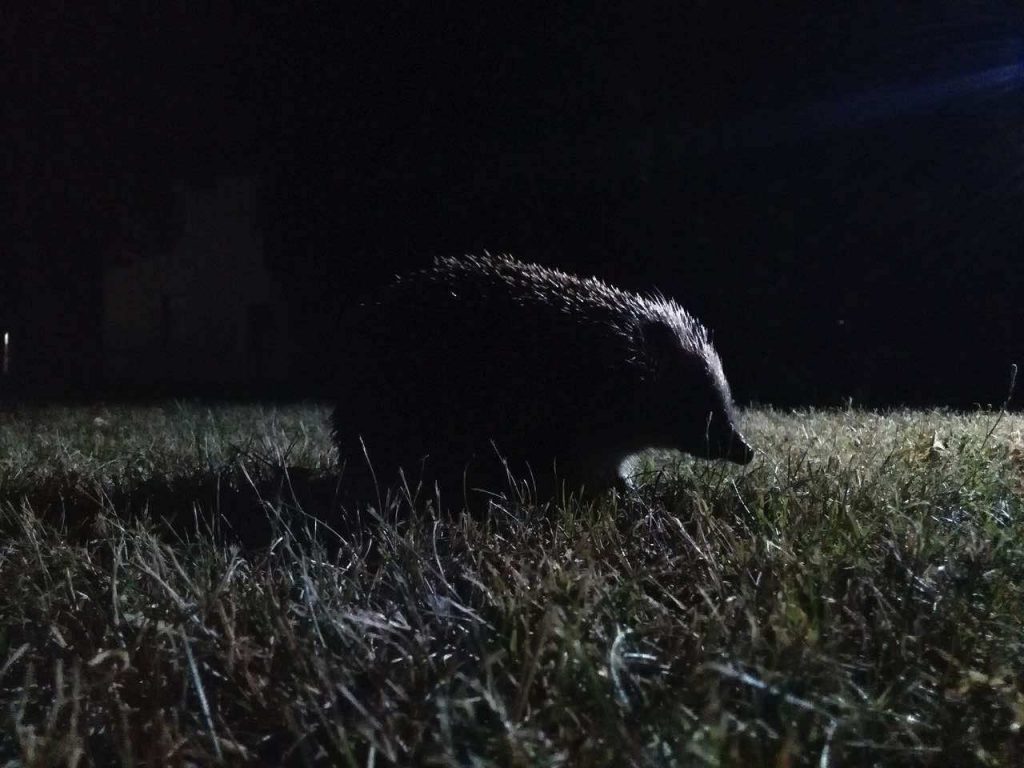 Un hérisson dans la nuit, éclairé par une lumière artificielle au loin.