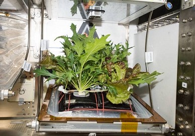 Photo d'une salade cultivée dans la Station spatiale internationale, récoltée en octobre 2017.