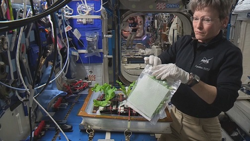 Peggy Whitson récolte son chou chinois à bord de l'ISS. Elle est à droite de l'image, un sac à la main, devant son mini bac potager.