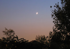 Photo du croissant de lune et de Jupiter dans le ciel du crépuscule, avec un avant-plan de feuillage