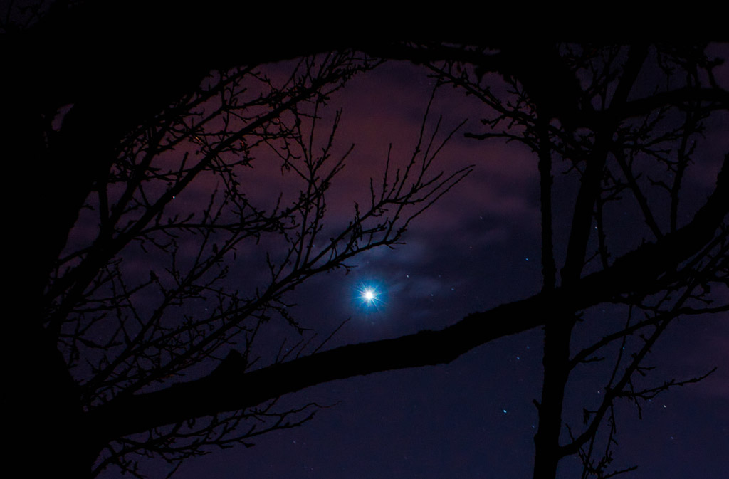 Photo de la planète Vénus de nuit, la planète est très brillante au centre de l'image et en avant-plan on a les branches dénudées d'un arbre.