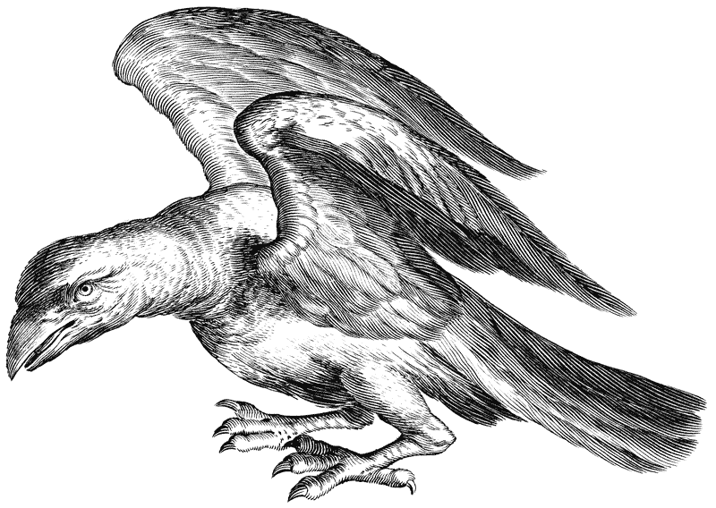 Dessin en noir et blanc de type gravure représentant un corbeau.