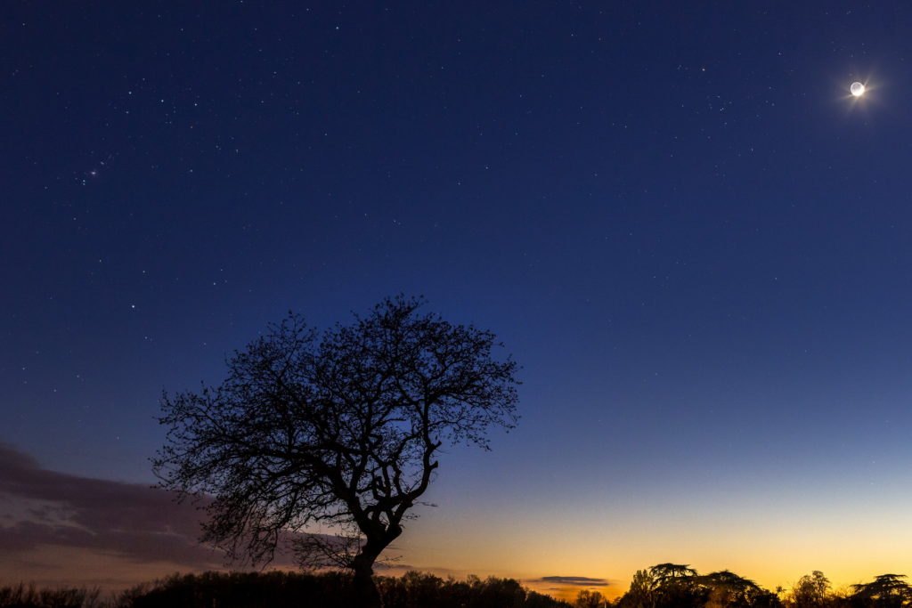 Croissant de lune et lumière cendrée, le soleil se couche, c'est l'heure bleue, un arbre habille le premier plan, on voit Orion sur la droite de l'image